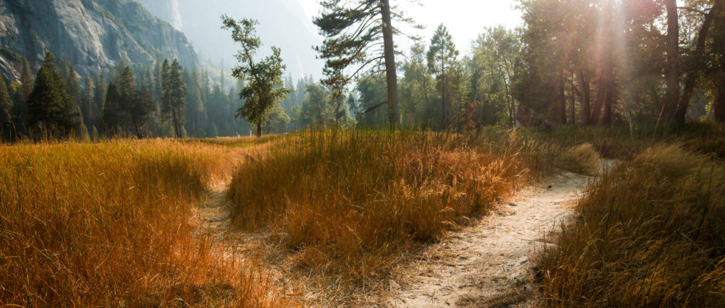 Two,Paths,Diverging,In,The,Middle,Of,A,Meadow,With